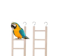 سلالم خشبية للببغاء وطيور الزينة - 3 مستوى