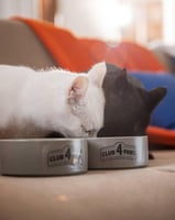 طعام جاف للقطط الصغيرة دجاج كلوب 4 باوز بريميوم CL...