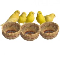 عش الزيبرا والكناري سلة طيور من الخزف العدد 2 - ال...