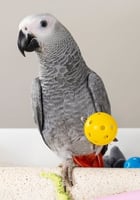 غذاء يومي للببغاوات عالي الطاقة - غذاء الكاسكو من...