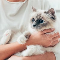 دريم كيو اس شامبو التنظيف من البكتيريا والفطريات -...