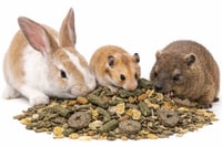 غذاء الهامستر والأرانب والوبر – Belgian Premium Ha...