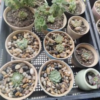 حجر زينة لحوض الاسماك والنباتات - حصى ملون أو نهري