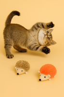 دمية قنفذ قماشية ناعمة - لعبة قطط تفاعلية