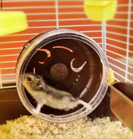 قفص هامستر طابق واحد ممسك يدوي - باب علوي شفاف وبا...