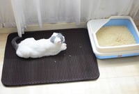 سجادة ليتر بوكس تمنع تناثر الرمل - حجم وسط