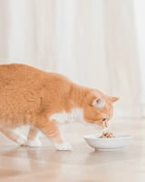 شيزر سلطة بالصلصة دجاج ولحم بقري ومانجو مع الفاصول...