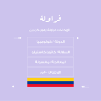 فراولة- كولومبيا-مغسولة