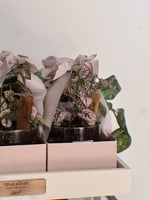 عيدية نباتات ملونة - مجموعة من ٦