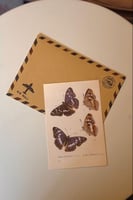 كرت مع ظرف - مقاس كبير