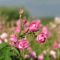 ورد مغربي (درجة أولى)