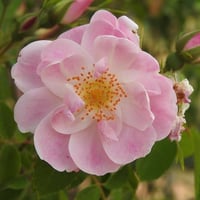 جاليكا 621 (فرنسي)