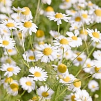 بابونج مطلق (فاخر)