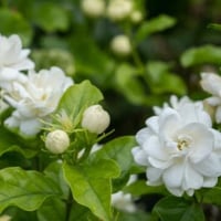 ياسمين سمباك مطلق