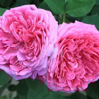 جوهر الورد 5561