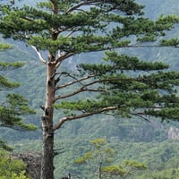 خشب الأرز 01