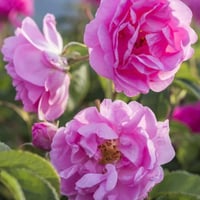 ورد بلغاري (درجة أولى)