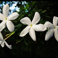 ياسمين قراندي مطلق