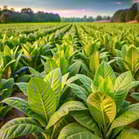 توباكو مطلق