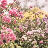 وردة البلانش 07