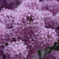 ليلك 46 (فاخر)