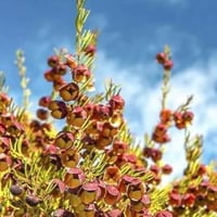 بورونيا مطلق