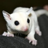 شوقر قلايدر ابيض →⌈¦