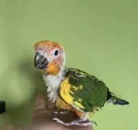 فرخ صن كنيور →⌈¦