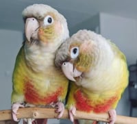 كنيور منتج او جاهز للانتاج →⌈¦