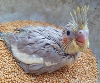 فرخ كروان →⌈¦