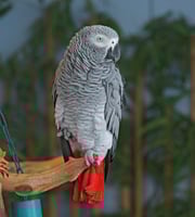 > كاسكو افريقي ( اليف )