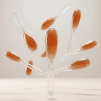 10 ملاعق عسل السدر البشاوري