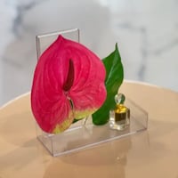 Anthurium Gift Oud توزيعات الفلامنجو بالعود