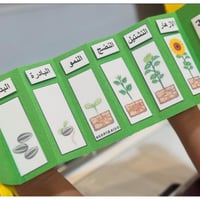 مطوية النمو