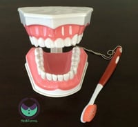 نموذج أسنان تعليمي مع فرشاة