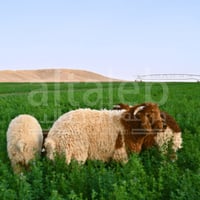 ذبيحة نعيمي بلدي عضوي 16-18 كيلو