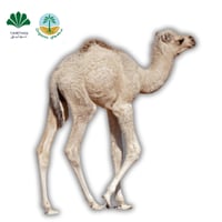 ذبيحة حاشي بلدي عضوي 90-100 كيلو