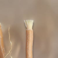 سواك الأراك ( ابو حنش )