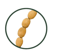 سبحة برائحة الصندل والعود والعنبر