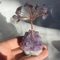 شجرة امثيست صغيرة