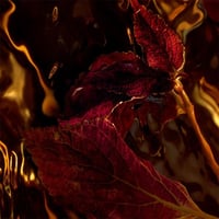 جيرلان عطر الشعر جيرلان ابسلوس اليجوريا روز اميرا...