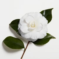 كيراستاس زيت الشعر الكسير التيم لويل اوريجينال 50م...