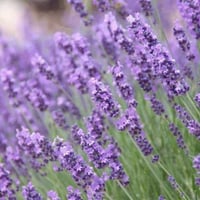 بذور اللافندر (Lavandula)