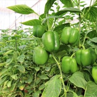 بذور فلفل بارد أخضر Capsicum annuum