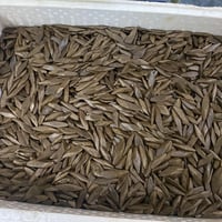 كمبودي الفخامه