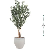 شجرة زيتون حوض بلاستيك