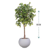 شجر فيكس 1 فرع حوض فيبر ارتفاع 195 سم : 3116-540