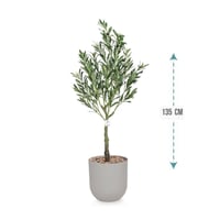 شجرة زيتون صناعية ارتفاع 135 سم : 7804-1177