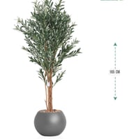 شجرة زيتون حوض بلاستيك