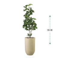 شجر شلفيرا أخضر 3 فرع حوض بلاستيك 155سم : 5304-533